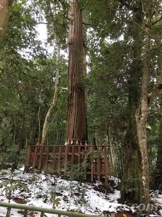 八重垣神社の大杉